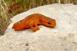 Red Spotted Newt - Sub-adult (eft) - By: Bob Hamilton