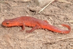 Red Spotted Newt - Sub-adult (eft) - By: Wayne Fidler