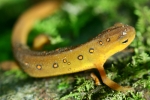 Red Spotted Newt - Sub-adult (eft) - By: Jason Poston