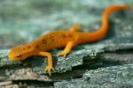 Red Spotted Newt - Sub-adult (eft) - By: Jason Poston