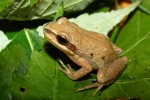 New Jersey Chorus Frog By: Brandon Ruhe