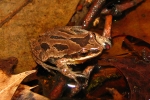 New Jersey Chorus Frog By: Brandon Ruhe