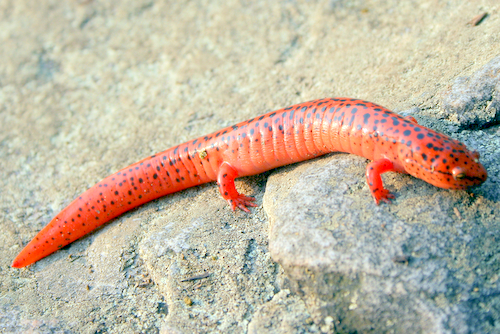 Pilgrim forklædt udpege Northern Red Salamander – PA HERP IDENTIFICATION