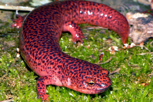 Pilgrim forklædt udpege Northern Red Salamander – PA HERP IDENTIFICATION