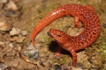Red Salamander - By: Andrew Hoffman