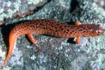 Red Salamander - By: Tom Diez