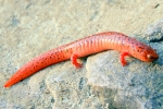 Red Salamander - By: Jason Poston