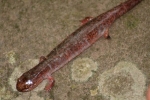 Red Salamander - By: Kyle Loucks