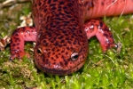 Red Salamander - By: Jeff Hankey