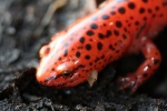 Red Salamander - By: Jason Poston