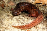 Red Salamander - Older Adult - By: Bob Hamilton