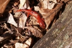 Red Salamander - Juvenile - By: Billy Brown