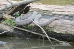 Northern Watersnake By: Don Becker
