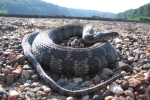 Northern Watersnake By: Don Becker