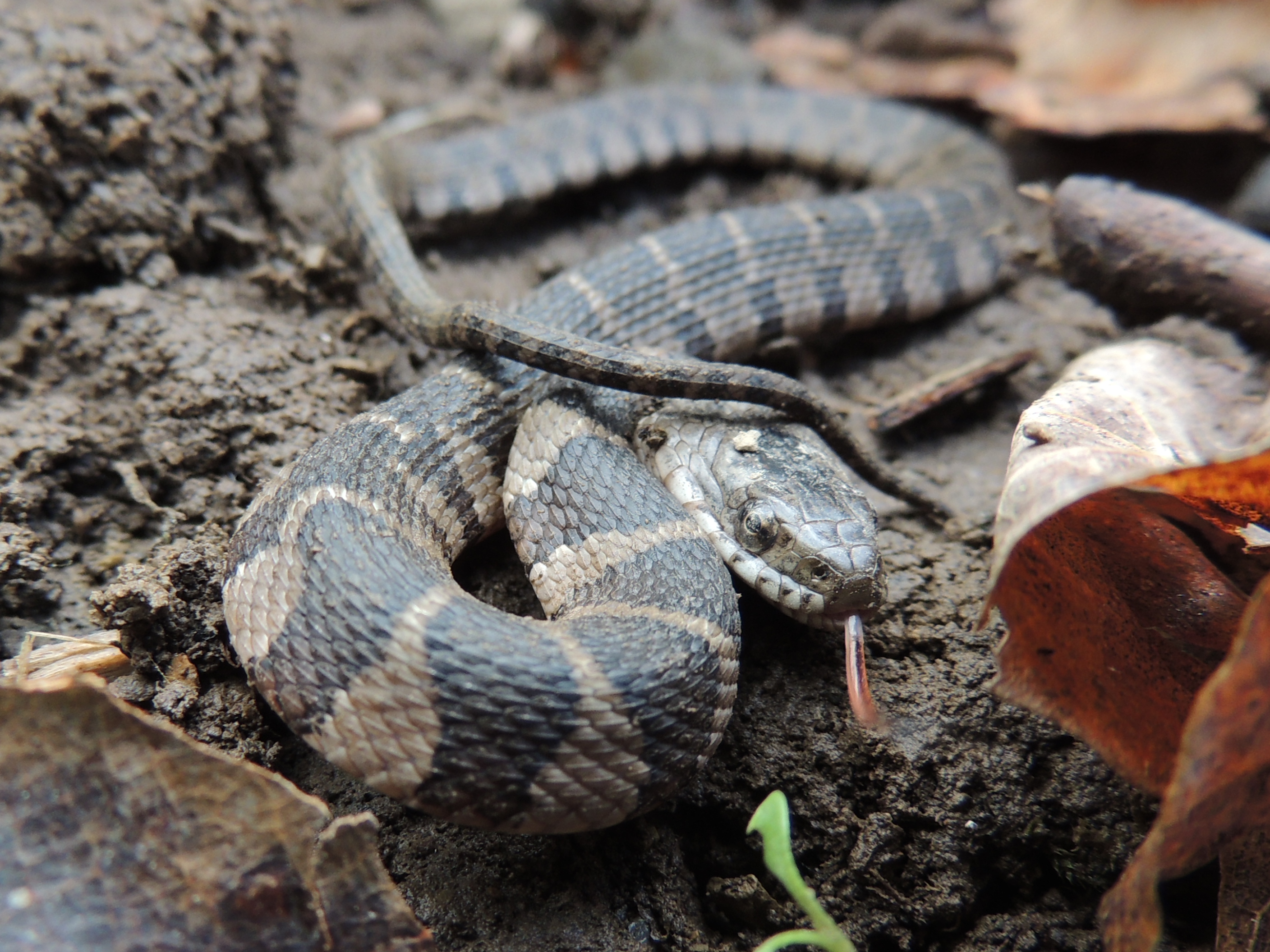 Pa Snake Identification Chart