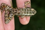 Pickerel Frog - By: Don Becker