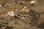 Pickerel Frog - By: Don Becker