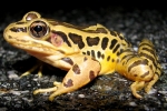 Pickerel Frog - By: Bob Hamilton