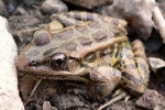 Pickerel Frog - By: Jeff Hankey
