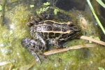 Pickerel Frog - By: Wayne Fidler