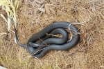 Northern Racer - Adult - By: Kyle Loucks