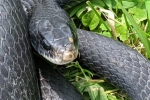 Northern Racer - Adult - By: Ed Patterson