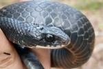 Northern Racer - Adult - By: Billy Brown