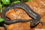 Ravine Salamander - By: Andrew Hoffman