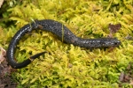 Ravine Salamander - By: Jason Poston
