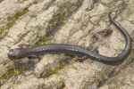 Ravine Salamander - By: Carl Brune