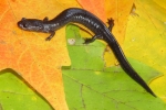 Ravine Salamander - By: Carl Brune