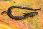 Ravine Salamander - By: Jason Poston