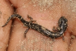 Ravine Salamander - Juvenile - By: Jason Poston