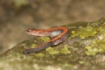 Red-backed Salamander By: Don Becker
