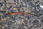 Redback Salamander - Striped Morph - By: Kyle Fawcett