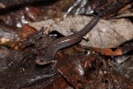 Redback Salamander  By: Stephen_Staedtler