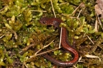 Redback Salamander  By: Stephen_Staedtler