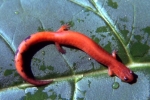 Redback Salamander - Erythristic - By:Tom Diez
