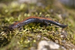 Redback Salamander - Striped Morph - By:Jason Poston