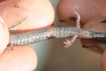 Redback Salamander - Unstriped Morph - By:Jason Poston