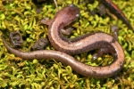 Redback Salamander - Striped Morph (cream) - By:Jason Poston