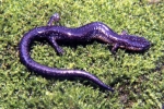 Redback Salamander - Unstriped Morph - By:Tom Diez