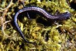 Redback Salamander - Striped Morph (Sliver) - By:Tom Diez