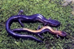 Redback Salamander - Striped Morph & Unstriped Morph - By:Tom Diez