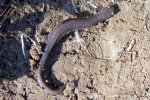 Redback Salamander - Unstriped Morph - By:Kyle Loucks