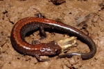 Redback Salamander - Striped Morph - By:Bob Hamilton