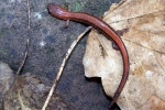 Redback Salamander - Striped Morph - By:Kyle Loucks