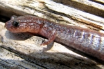 Redback Salamander - Striped Morph - By:Bob Hamilton