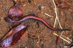 Redback Salamander - Striped Morph - By:Kyle Loucks