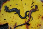 Redback Salamander - Striped Morph & Unstriped Morph - By:Kyle Loucks